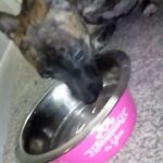 female pitbull husky mix in Marshalltown, Iowa