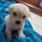 shitzu/poodle/maltese in Waterbury, Connecticut
