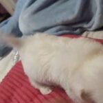shitzu/poodle/maltese in Waterbury, Connecticut
