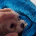 shitzu/poodle/maltese in Waterbury, Connecticut