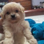 shitzu/maltese/poddle in Waterbury, Connecticut