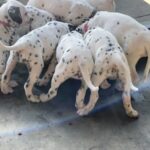 Dalmatian Puppies in Santa Rosa, California