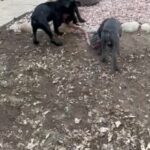 Corso Puppies in Denver, Colorado