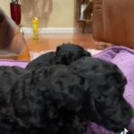 Toy Poodle 1 Male 1 Female in Elkton, Maryland