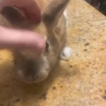 8 Week Old Bunnies in Browns Mills, New Jersey