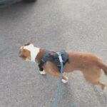 American bully mix in Westminster, Colorado