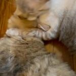 Lovely cats in Edison, New Jersey