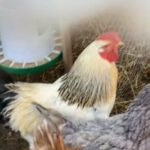 Selling Rooster in Indianapolis, Indiana