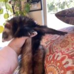Two Girl Ferrets in Naples, Florida