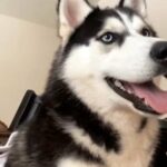 Milo Is Looking For New Home To Go? in Madison, Wisconsin