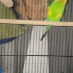 Parakeets Need A Forever Home in Casselberry, Florida
