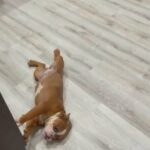 Mini English Bulldog Puppy (Runt Of Litter) in Naples, Florida