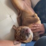 30 Week Old English Bulldog Pup in Naples, Florida