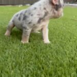 Frenchie in Pembroke Pines, Florida