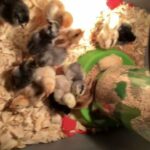 Gameball Chicken For Sale in Indianapolis, Indiana