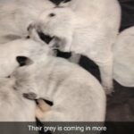 Grey coming in in Hemet, California