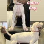 Loving Grand Champion Dogo Pup in Bowie, Maryland
