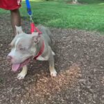 Tri-Color Mini Bully in Asheboro, North Carolina