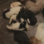 Shih Tzu Puppies For Sale in McDonough, Georgia