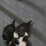 Shih Tzu Puppies For Sale in McDonough, Georgia