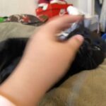 Black And White Female Cat in Naples, Florida