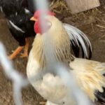 White Rooster in Indianapolis, Indiana