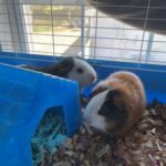 Guinea Pig in Clarksville, Tennessee
