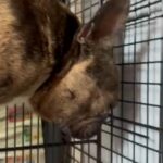French bulldog puppies in Fort Lauderdale, Florida