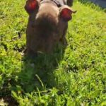 american bully in San Diego, California
