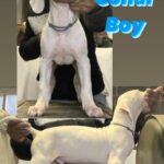 Grand Champion Bloodline Dogo Pup Pet Home Only in Bowie, Maryland