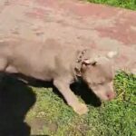 american bully in San Diego, California
