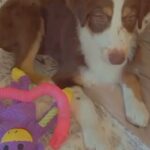Dasher, Looking For A New Home in Bethlehem, Pennsylvania
