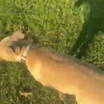 American STAFFY in Lafayette, Louisiana