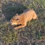 6m Female English Bulldog Puppy in Naples, Florida