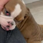 Mini English Bulldog Puppy in Naples, Florida