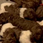 Poodle Puppies Practice Growling in San Antonio, Texas