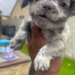 “MOUSE” - BLUE MERLE FLUFFY MALE FRENCH BULLDOG in Oakland, California