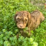 Standard poodle in San Antonio, Texas