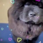 Black Female Chow Chow in Hilo, Hawaii