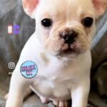 French Bulldogs in Vista, California