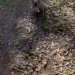 French Bulldog in Orlando, Florida