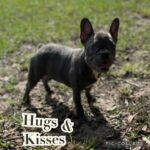 Female French Bulldog in Orlando, Florida