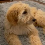 Golden Doodle Puppy in Riverside, California