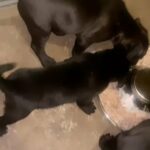 Cane Corso Pit Mix in Las Vegas, Nevada