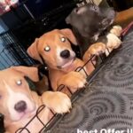 Female pups for sale in Towson, Maryland