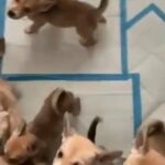 8 Week Old Pitsky Puppies in Sacramento, California