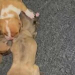 Bullies in Orlando, Florida