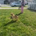Pitsky Dogs in Los Angeles, California