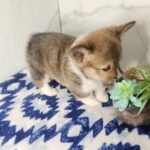 Female Pembroke Corgis in Enid, Oklahoma