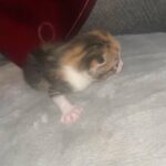 Beautiful Calico Kitten For Sale in Roosevelt, New York